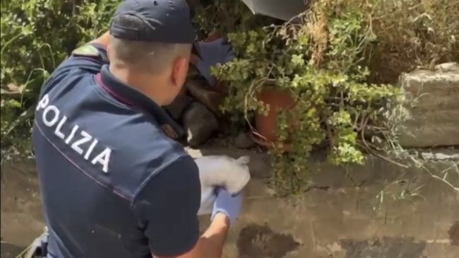 Catania, cocaina nascosta sotto un masso: arrestato pregiudicato grazie ai cani poliziotto