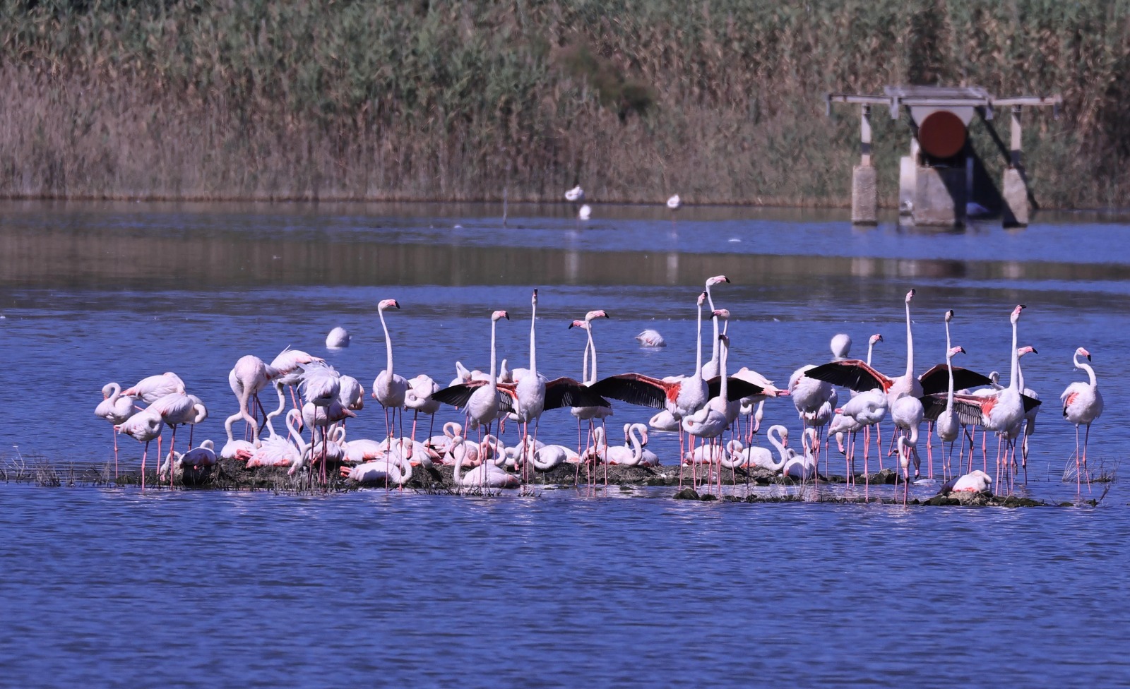 Ambiente, il fenicottero rosa torna alle Saline di Priolo. Savarino: “Vittoria della natura e simbolo di rinascita”