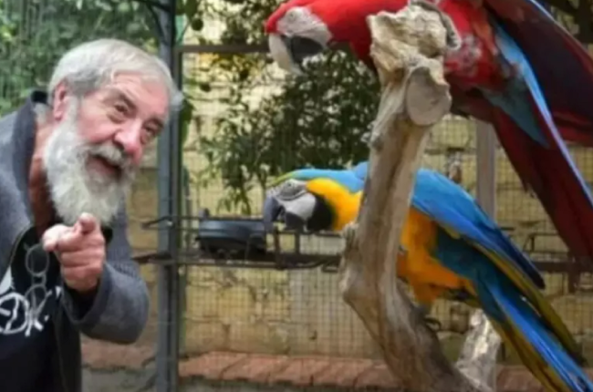 Rubati due pappagalli Ara di 20 anni a Palermo: l’appello disperato di Franco Lannino