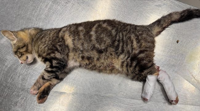 Zampine schiacciate e lacrime: salvato dalla strada il piccolo Romeo