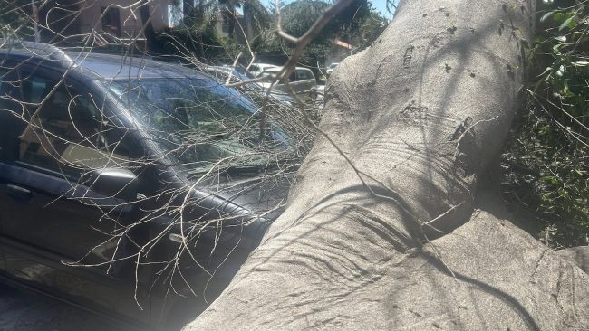 Catania, albero secolare crolla in via Sebastiano Catania: ferite due persone a bordo di un’auto