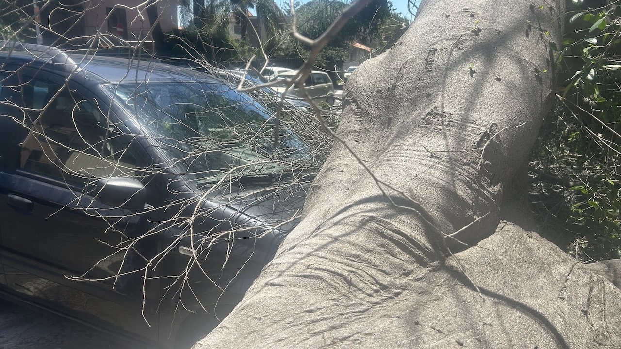 Catania, albero secolare crolla in via Sebastiano Catania: ferite due persone a bordo di un’auto
