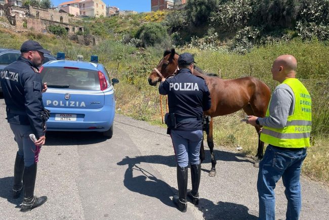 Sequestrata a Catania una cavalla destinata alle corse clandestine