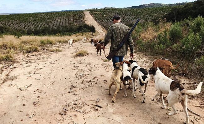 Bracconaggio fuori controllo in Sicilia: l’allarme di Legambiente, LIPU e WWF