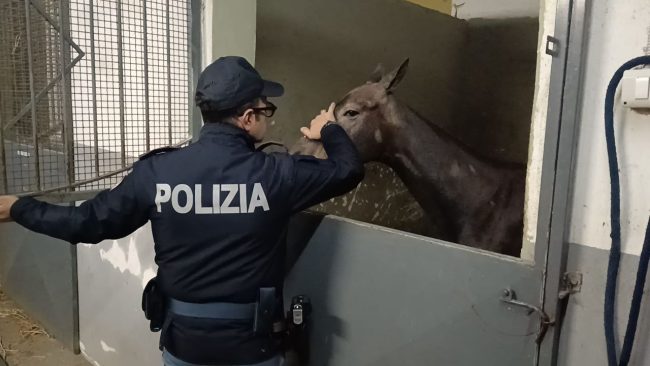 Salvata una cavalla maltrattata che viveva nel letame a San Cristoforo