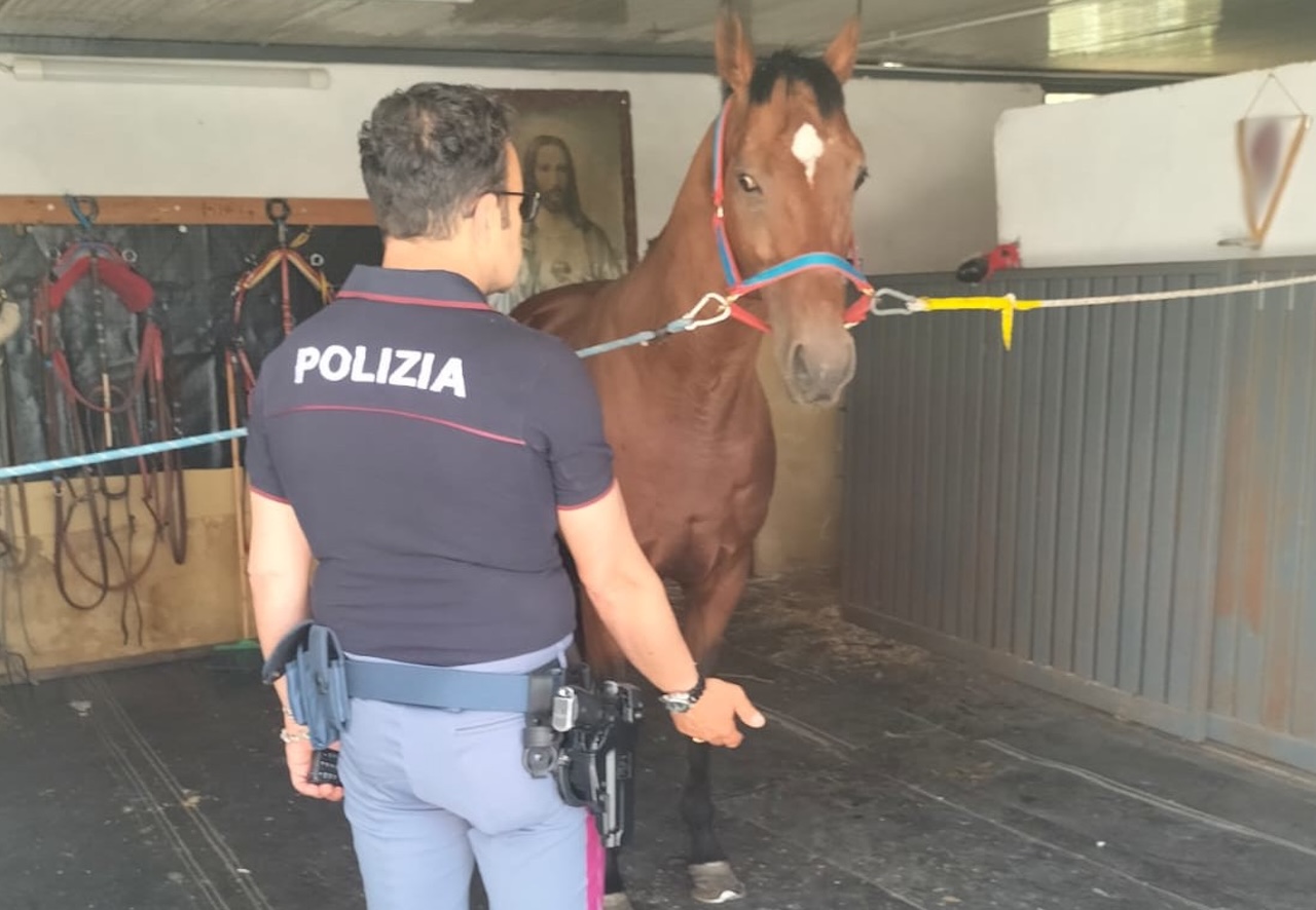 Librino, cavallo tenuto in una stalla abusiva: sanzioni per il gestore – VIDEO
