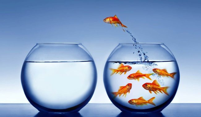 Mancanza di concentrazione e leggenda del “pesce rosso”: ecco quanto influiscono social, digitalizzazione e “tempi di lettura”
