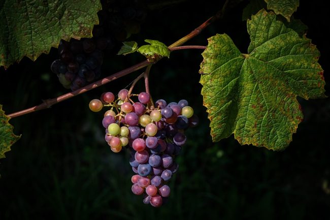 I vini autoctoni italiani che stanno conquistando l’estero