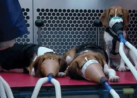 Voci dai Laboratori – 24 Aprile, Giornata  Mondiale per gli Animali nella Ricerca