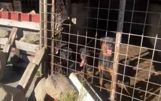 Raccolta fondi per salvare 26 rottweiler sequestrati a Linguaglossa e rinchiusi in pessime condizioni