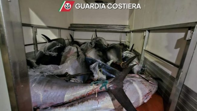 Tonno rosso, raffica di sequestri in Sicilia: 25 tonnellate senza tracciabilità tra Cefalù, Gela e le isole