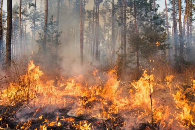 Incendi in Sicilia: un’emergenza infinita bisognosa di vere risposte