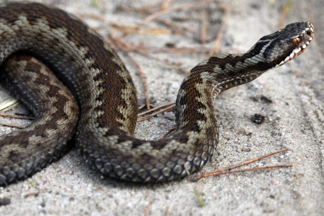 Turista siciliano morso da una vipera durante una gita all’Isola d’Elba