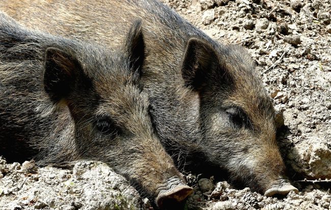 Controllo numerico dei suidi selvatici: al via gli interventi in provincia di Ragusa