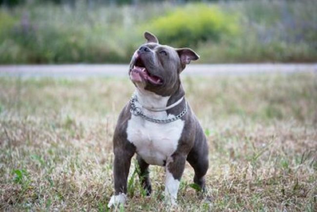 Shock a Erice, cane viene preso a pugni e calci dal padrone: l’intervento dell’OIPA
