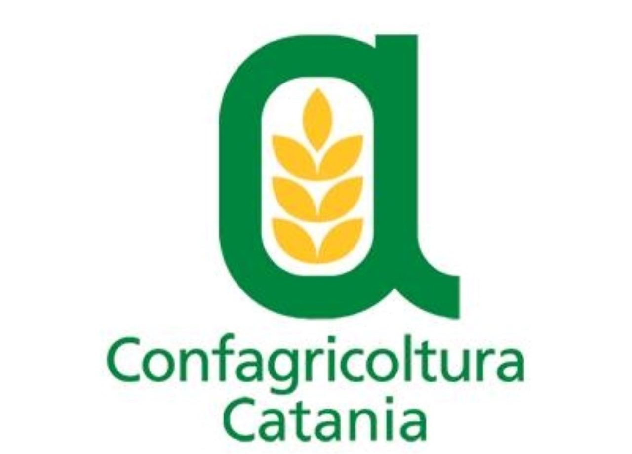 Confagricoltura Catania: “Preoccupati per l’escalation di furti di uva nelle campagne del calatino”