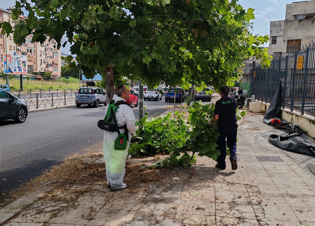 A Palermo prosegue il diserbo delle vie cittadine: oltre 350 strade trattate nonostante il maltempo