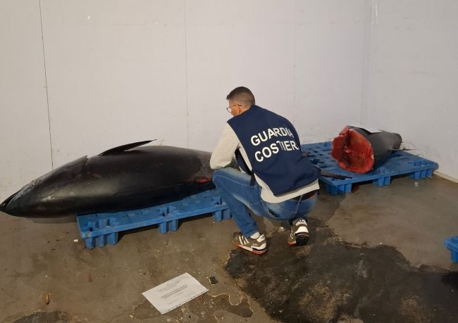 Catania, sequestrate 2 tonnellate di tonno rosso pescato illegalmente