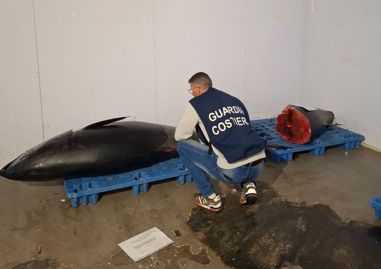 Catania, sequestrate 2 tonnellate di tonno rosso pescato illegalmente