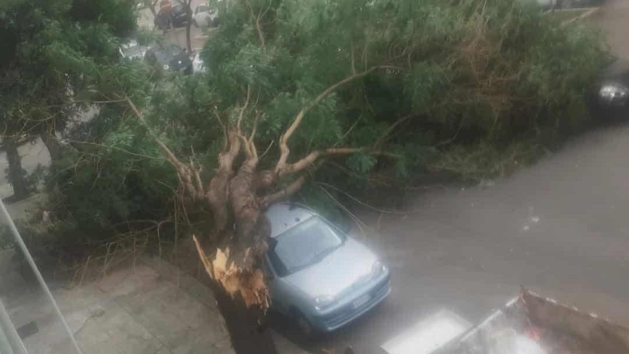 Maltempo senza tregua su Palermo: alberi caduti, auto danneggiate e strade allagate