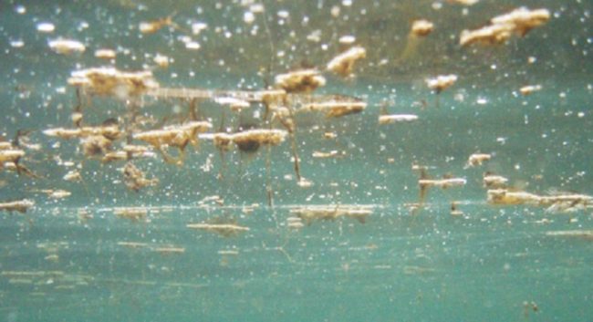 Vietata la balneazione a Sferracavallo: alga tossica oltre i limiti. L’Arpa monitora la situazione