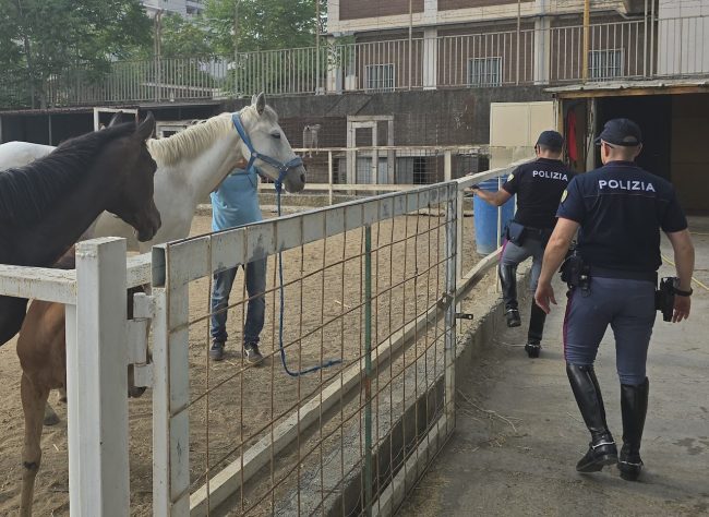 Scoperta stalla abusiva a Monte Po: sequestrati cavalli e un asino