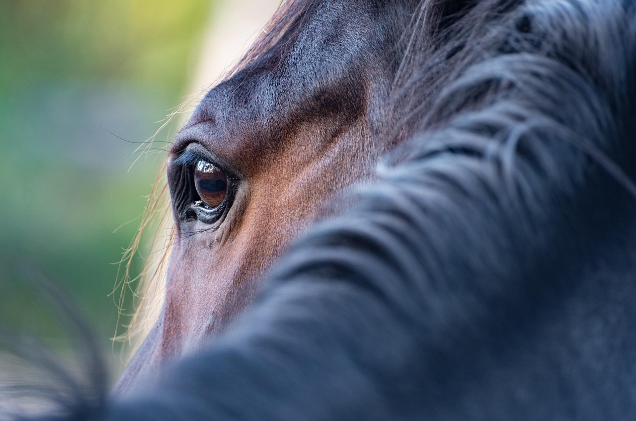 Cavallo stramazzato in piazza Verdi sotto il caldo torrido: “Non sono attrazioni turistiche”
