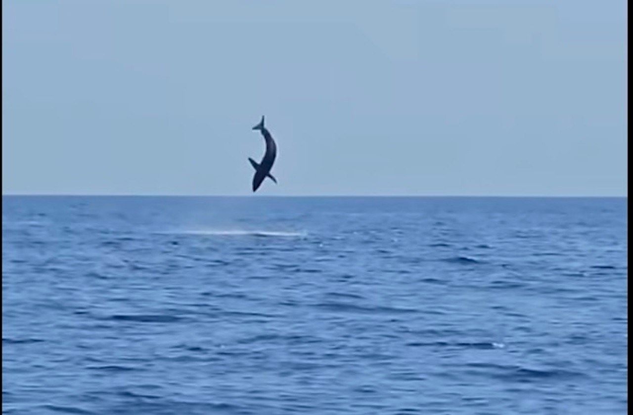 Da Marzamemi a Panarea: avvistati uno squalo Makò e una foca monaca