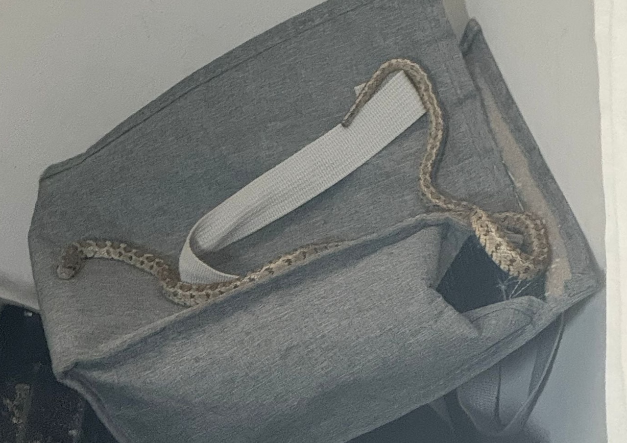 Mascalucia, famiglia si barrica in casa per un serpente in cucina: intervengono le guardie zoofile A.I.P.A.