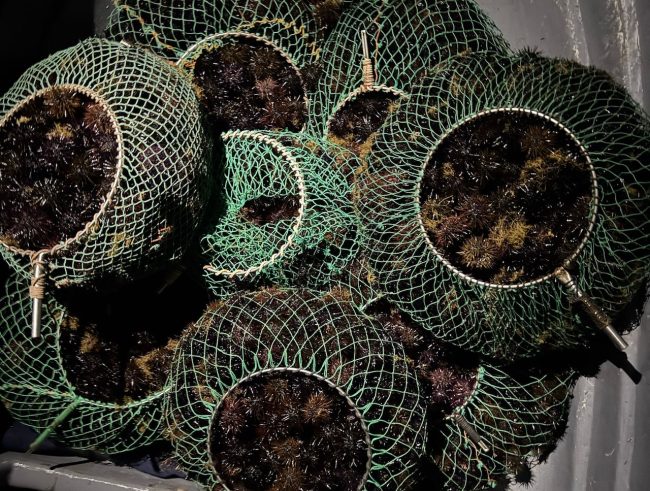 Ustica, pesca illegale in area marina protetta: denunciati due palermitani con 1.600 ricci di mare