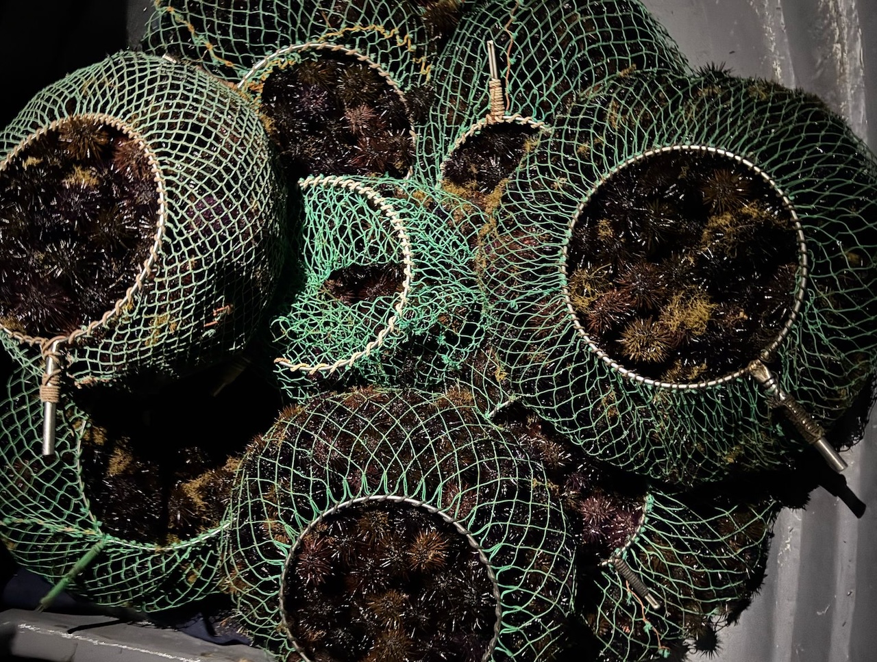 Ustica, pesca illegale in area marina protetta: denunciati due palermitani con 1.600 ricci di mare