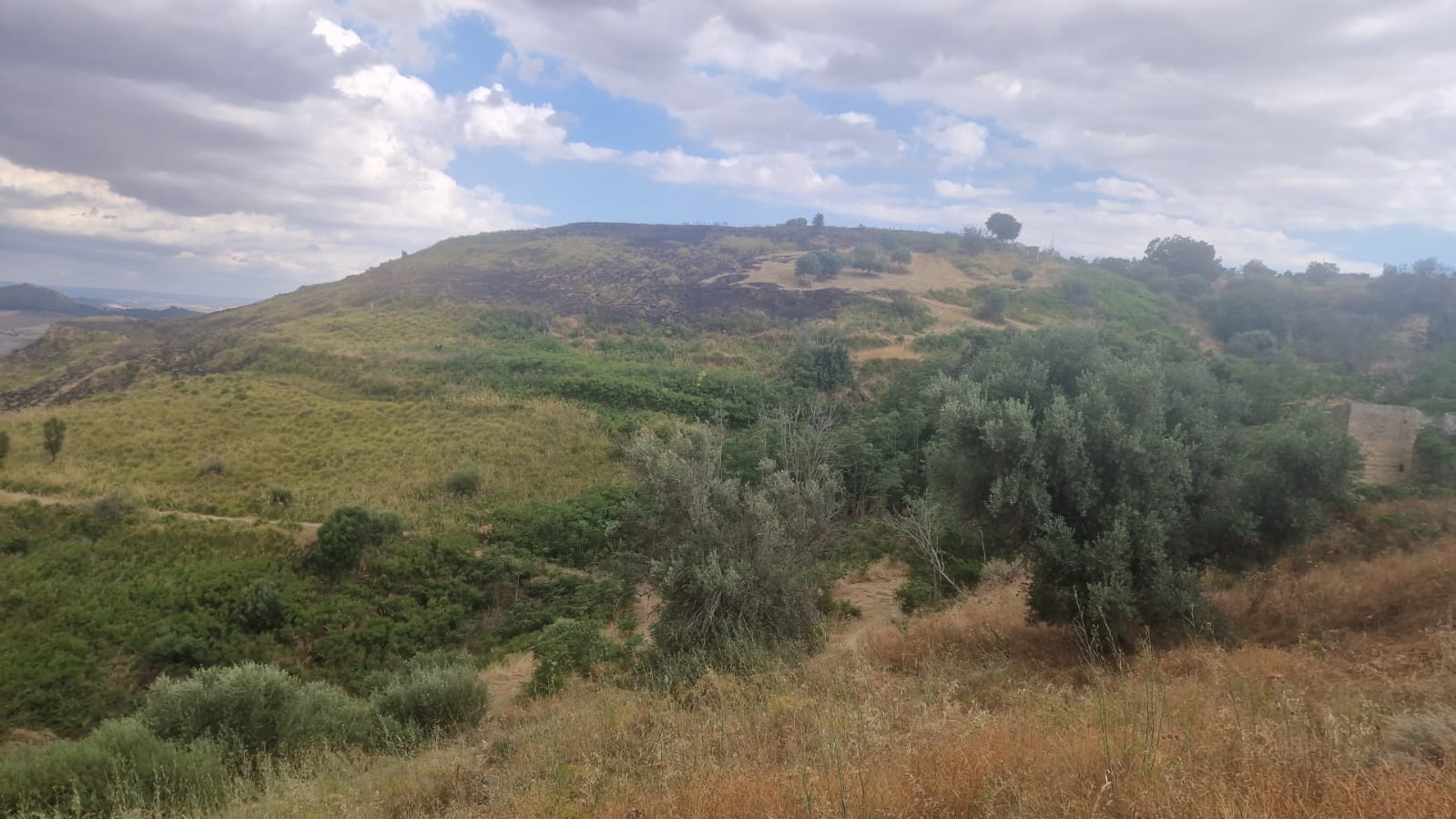Fiamme tra i resti dell’antica città di Morgantina: interviene la Forestale