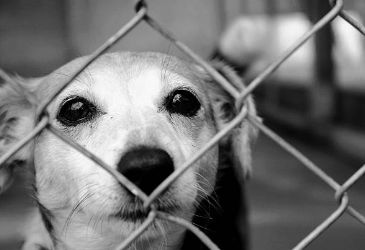Riduzione della TARI fino a 100 euro per i cittadini che adottano un cane randagio