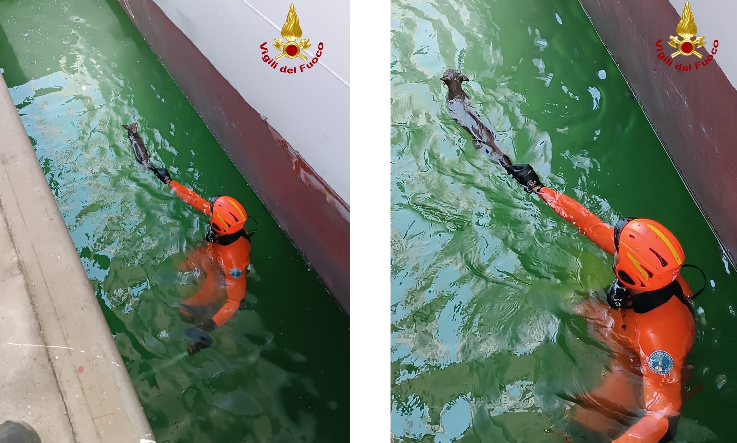 Vigili del fuoco salvano un gattino intrappolato al porto di Catania