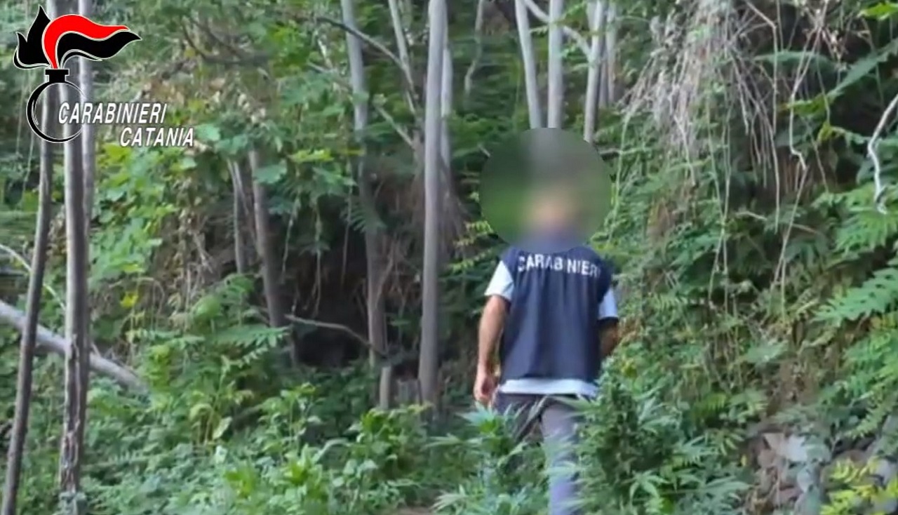 Riserva di marijuana ad Acireale: arrestati due “soci” con quasi 160 piante – VIDEO