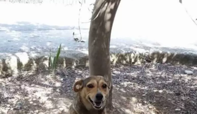 Cagnolina “Timida” legata ai binari e uccisa: una persona confessa a Siracusa