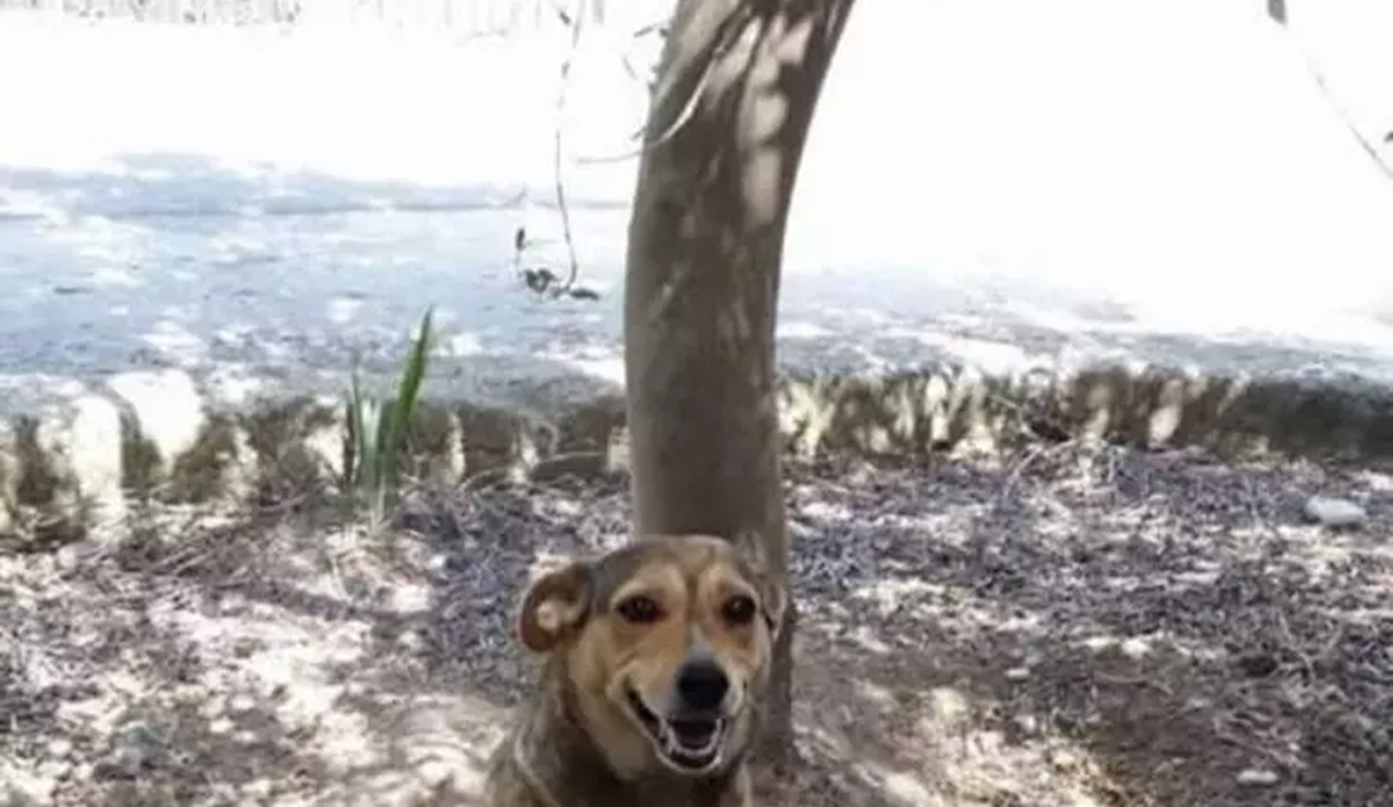 Cagnolina “Timida” legata ai binari e uccisa: una persona confessa a Siracusa