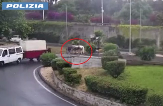 Catania, scomparso il cavallo ferito durante allenamento per corsa clandestina: denunciato il proprietario