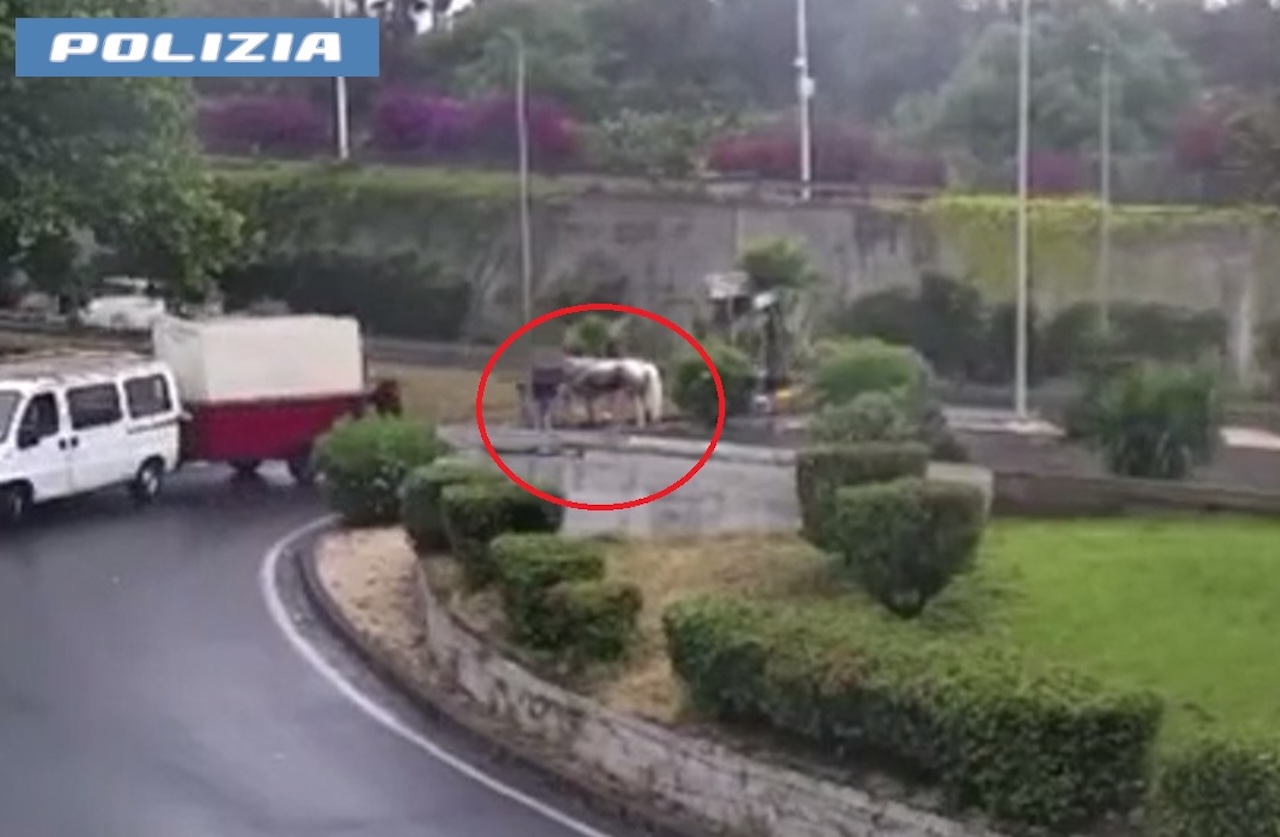 Catania, scomparso il cavallo ferito durante allenamento per corsa clandestina: denunciato il proprietario