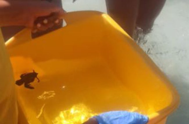 Rara schiusa diurna sulla Spiaggia dei Conigli: baby tartaruga Caretta Caretta raggiunge il mare tra gli applausi