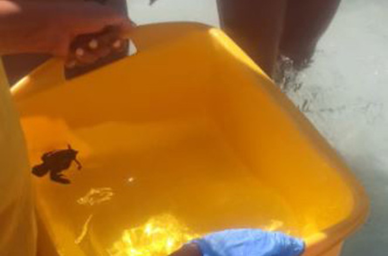 Rara schiusa diurna sulla Spiaggia dei Conigli: baby tartaruga Caretta Caretta raggiunge il mare tra gli applausi