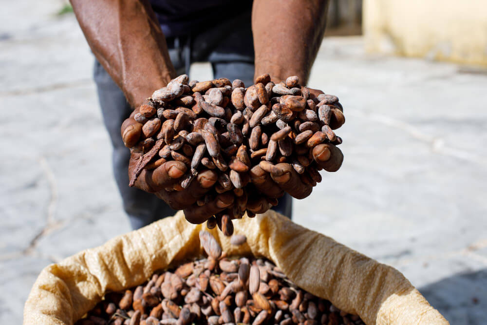 Cioccolato bean to bar in Italia: la rivoluzione della filiera corta e sostenibile