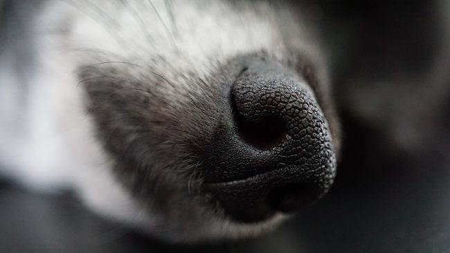 Messina, rubano il cane a un passante: 3 arresti