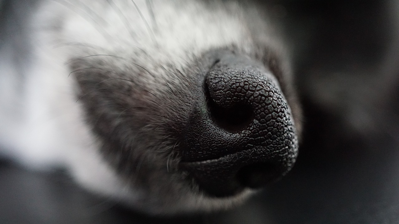 Messina, rubano il cane a un passante: 3 arresti