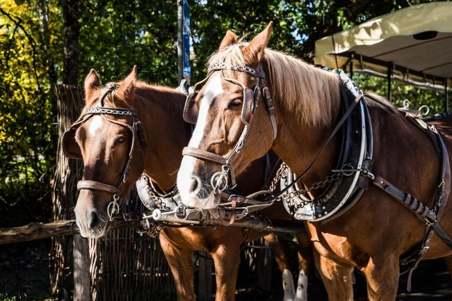 Palermo, 500 euro per un giro in carrozza: truffati due turisti spagnoli