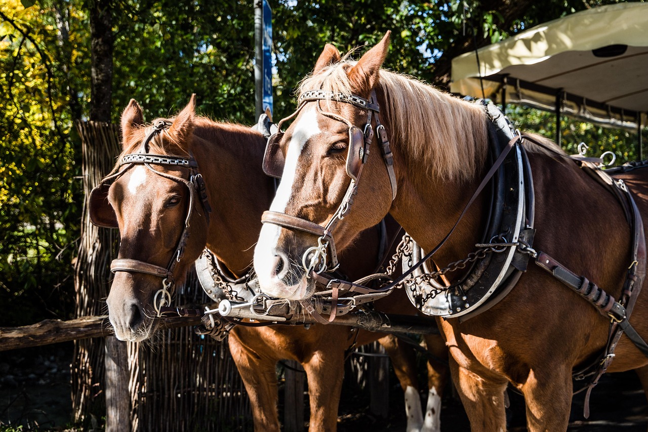 Palermo, 500 euro per un giro in carrozza: truffati due turisti spagnoli