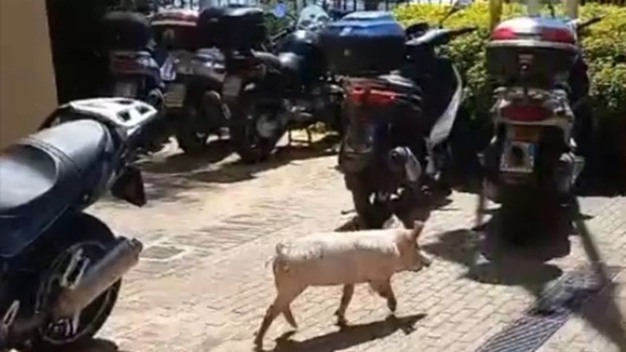 Dalla fiaba alla realtà: tre porcellini in fuga nelle strade di Palermo