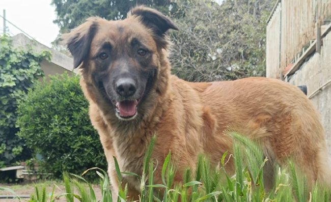 Scomparsa Olivia nel Catanese: i proprietari invitano chiunque abbia notizia a contattarli