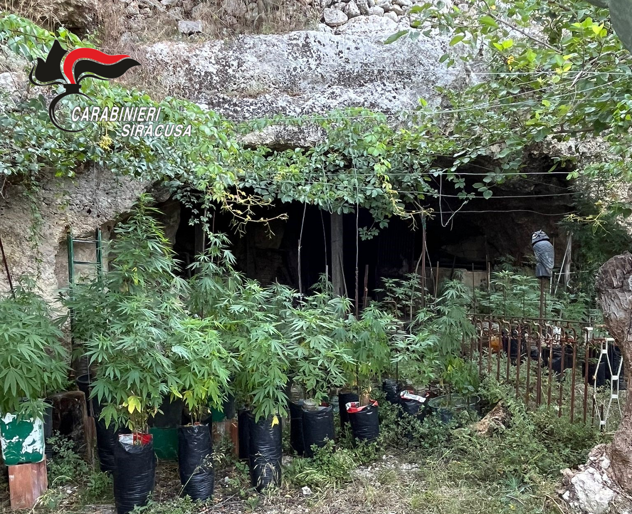Sortino, arrestato 51enne per produzione di marijuana: trovati 5,6 kg di stupefacente