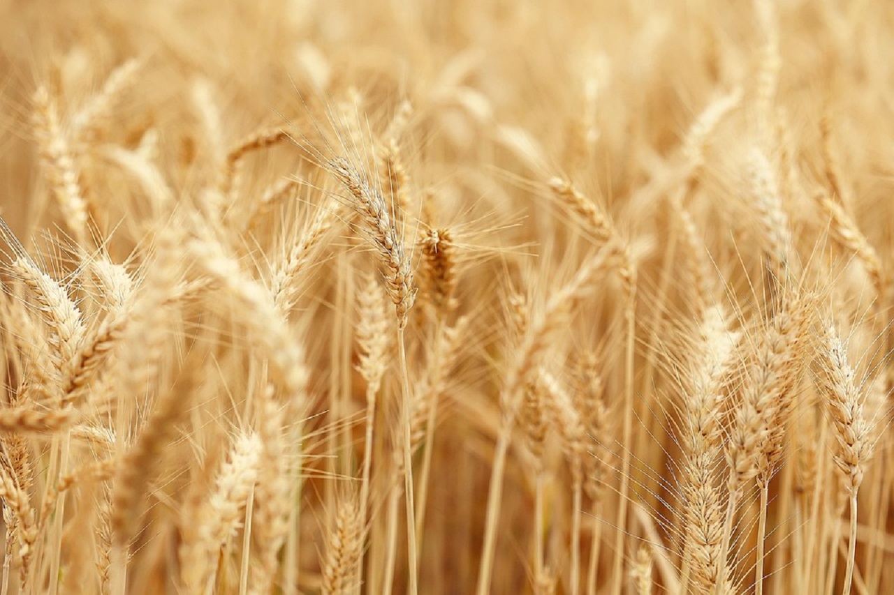 A Catania gli agricoltori restano senza acqua: “Situazione grave”
